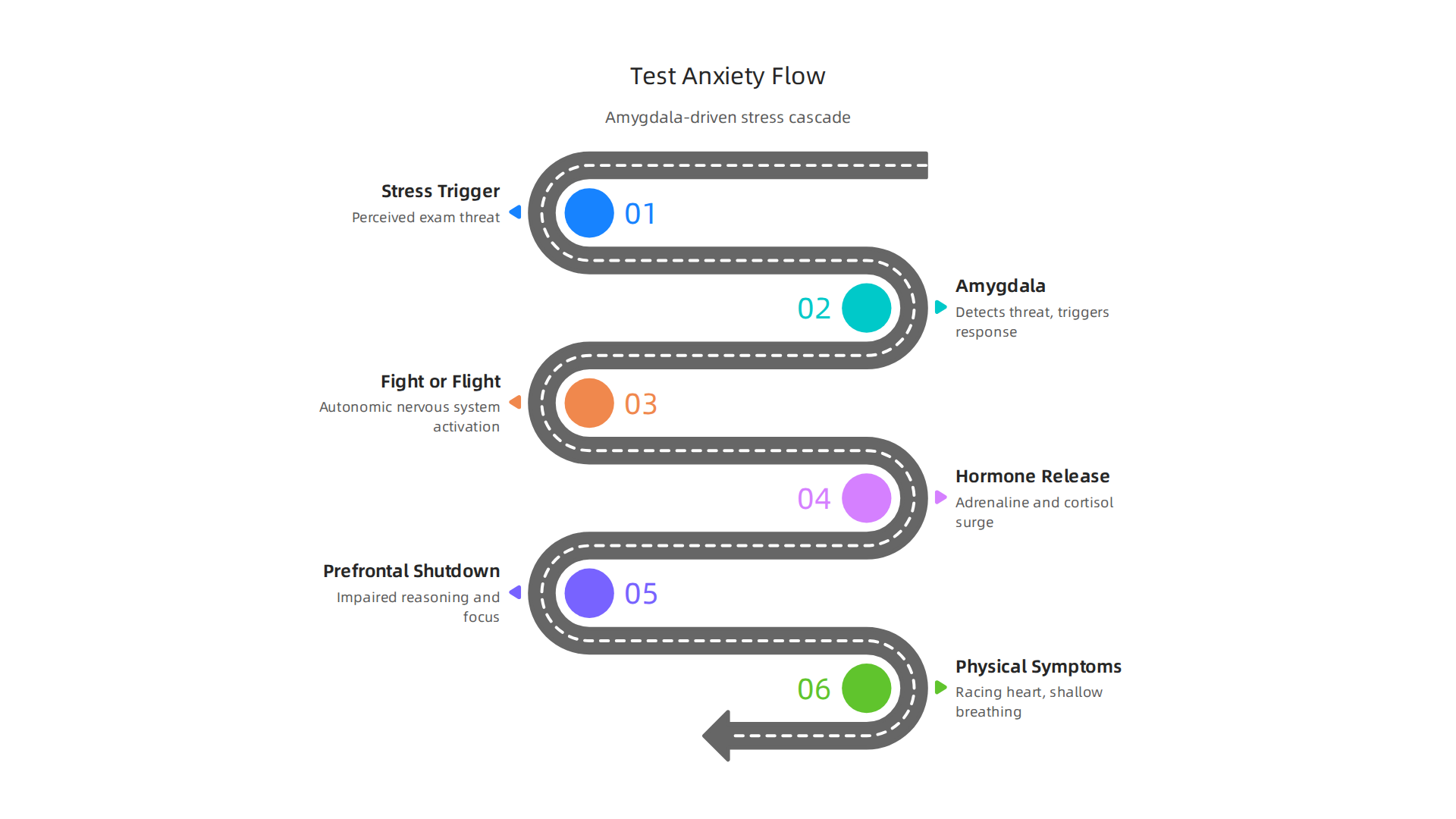 A visual explanation of how the amygdala triggers the 'fight or flight' response, leading to a flood of adrenaline and cortisol, and shutting down the prefrontal cortex during test anxiety.